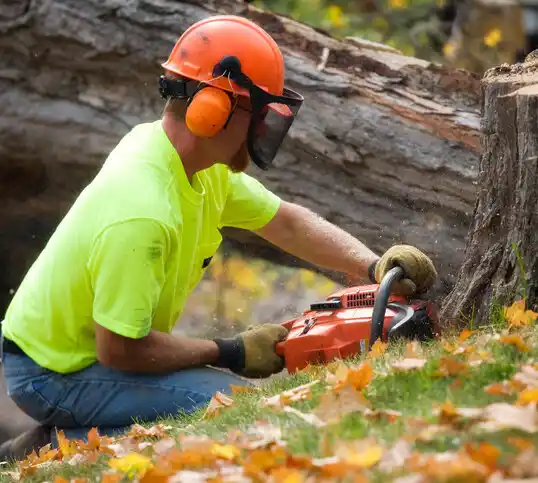 tree services Ravenna